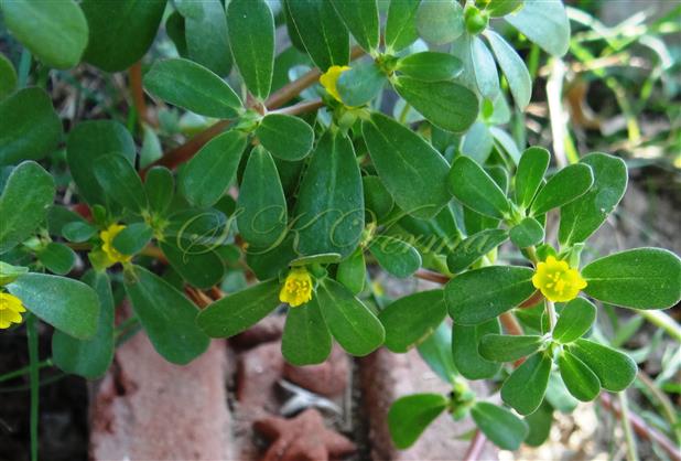  Plant